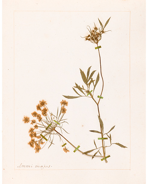 L’herbier de Jean-Jacques Rousseau aux enchères